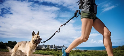 Reasons to Choose Amigo™ for Your Next Dog Leash