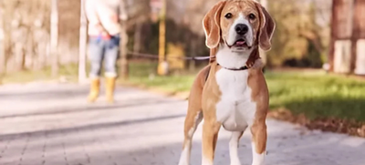 The Secret to Stress-Free Dog Walking: Hands-Free Comfort