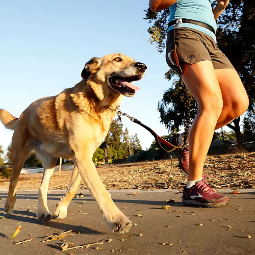 Amigo™ Jogging Leash